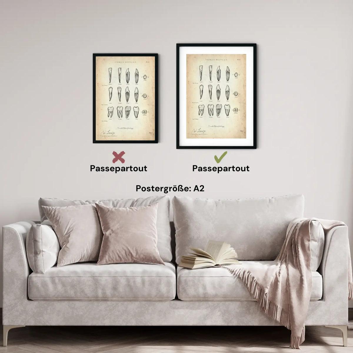 Morphologie der Zähne - Animus Medicus GmbH