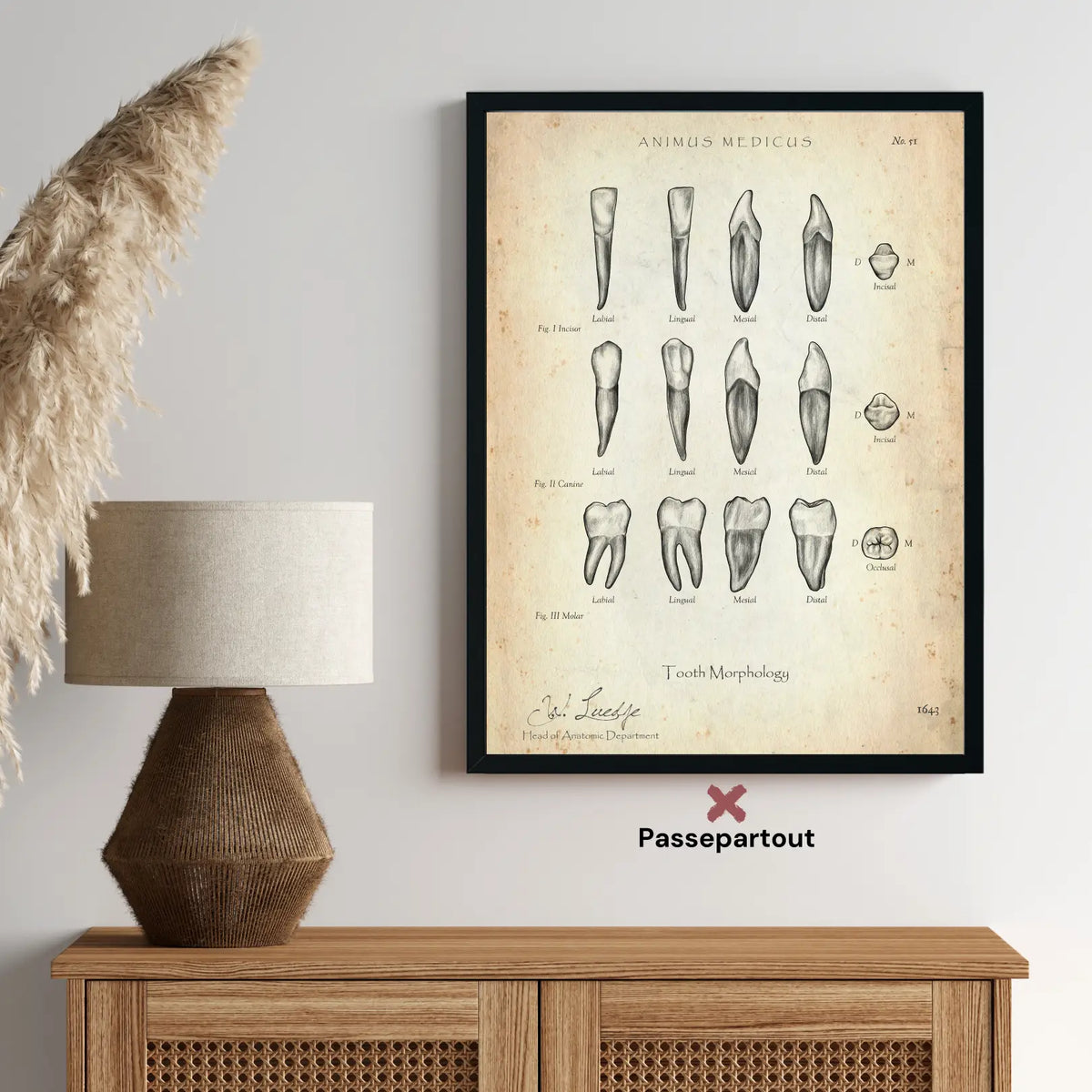 Morphologie der Zähne - Animus Medicus GmbH