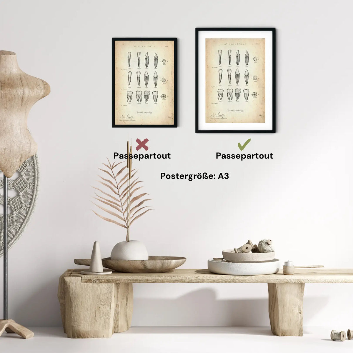 Morphologie der Zähne - Animus Medicus GmbH