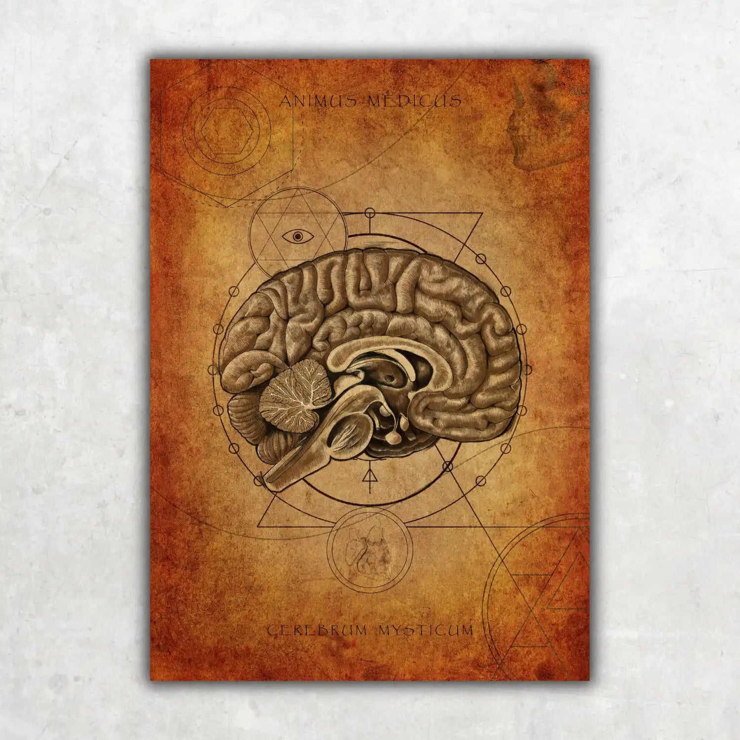 Mystisches Gehirn - Animus Medicus GmbH