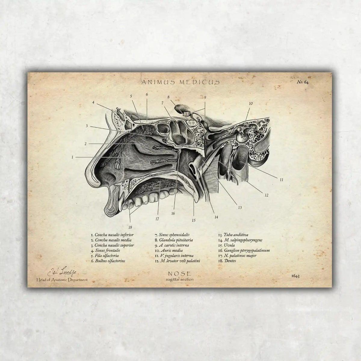 Nase im Sagittalschnitt - Animus Medicus GmbH