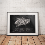 Nase im Sagittalschnitt - Chalkboard - Animus Medicus GmbH