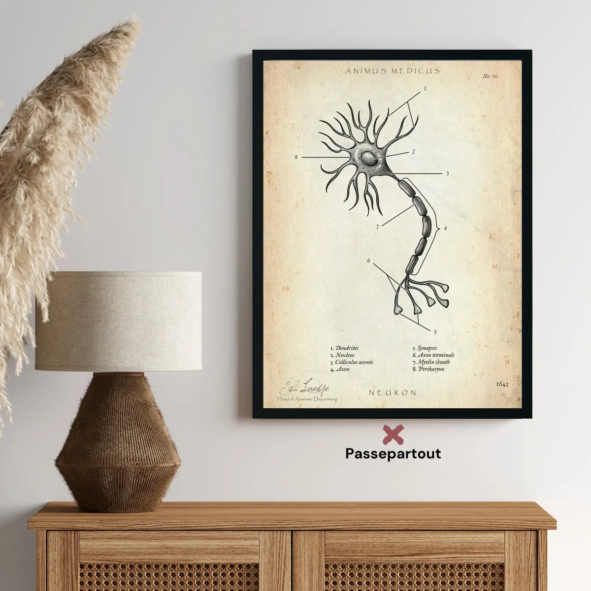 Nervenzelle Aufbau - Animus Medicus GmbH