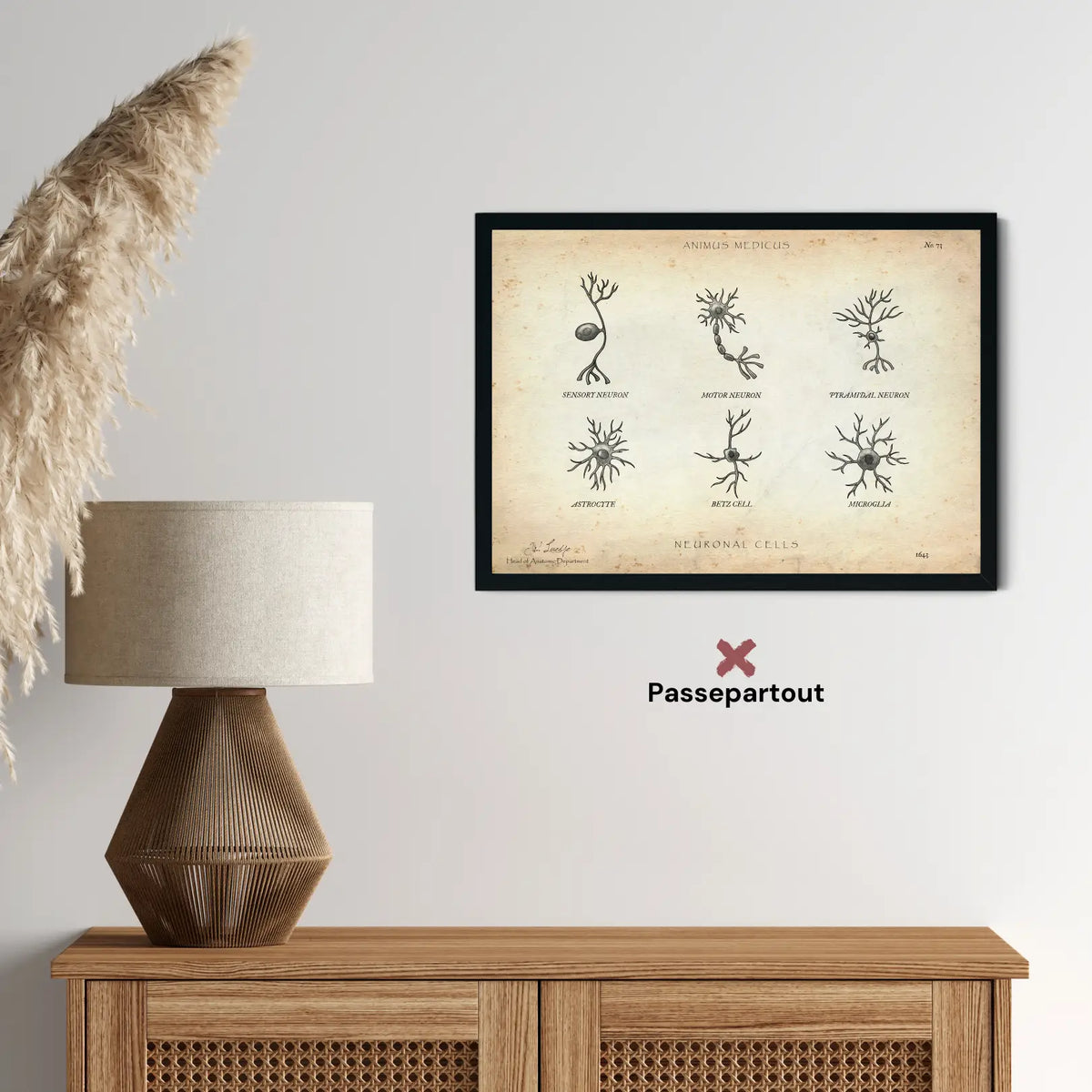 Neuronale Zellen - Animus Medicus GmbH