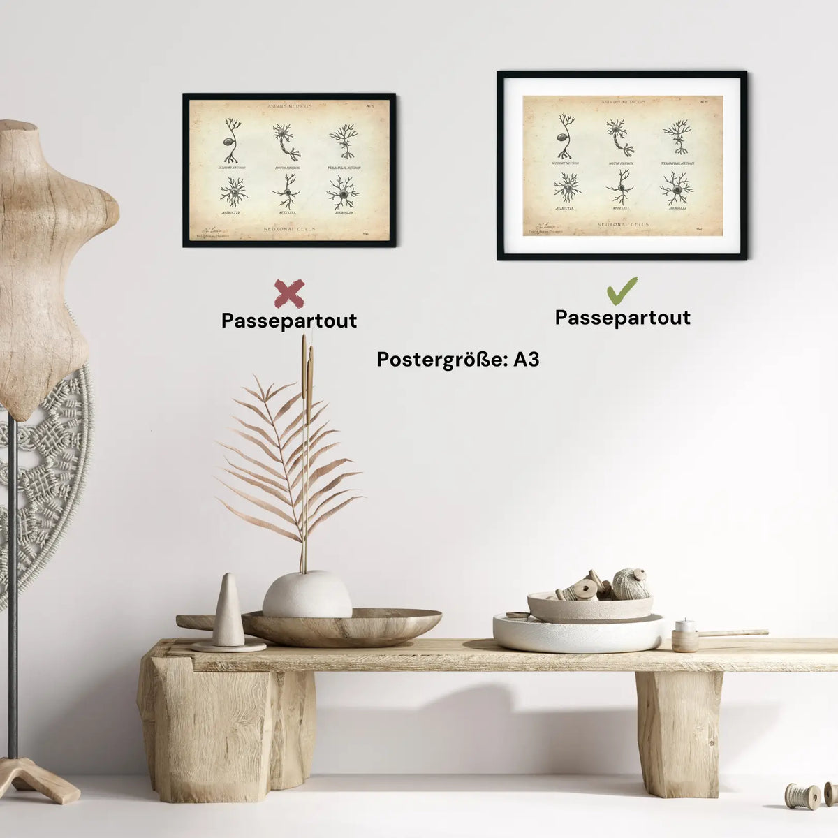 Neuronale Zellen - Animus Medicus GmbH