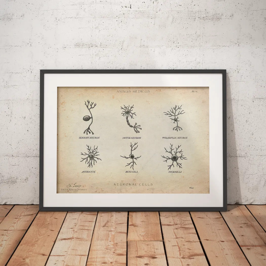 Neuronale Zellen - Animus Medicus GmbH