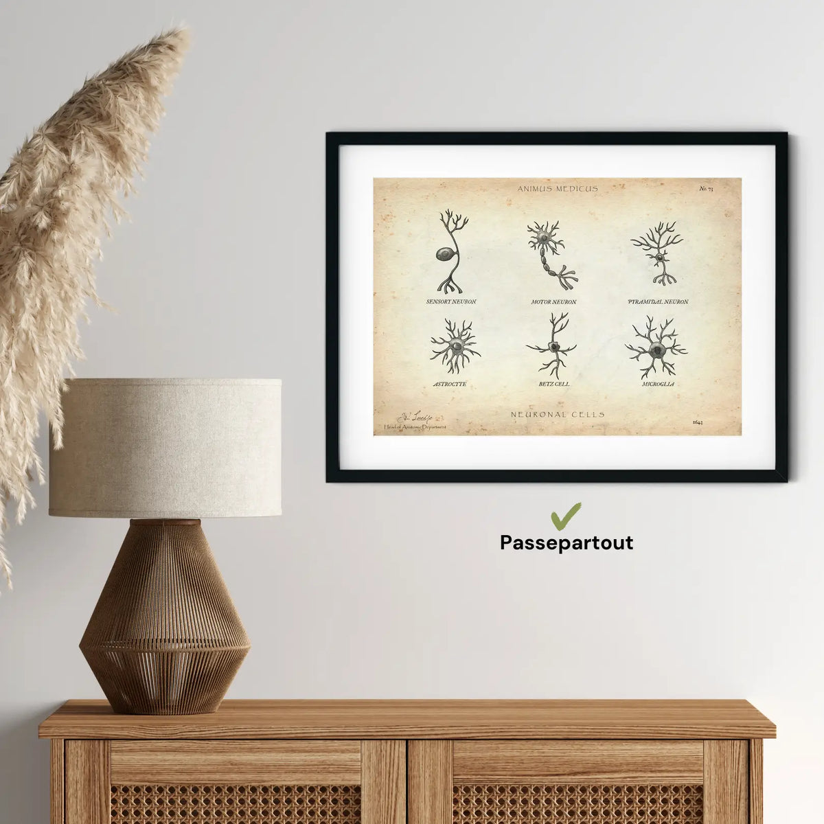 Neuronale Zellen - Animus Medicus GmbH