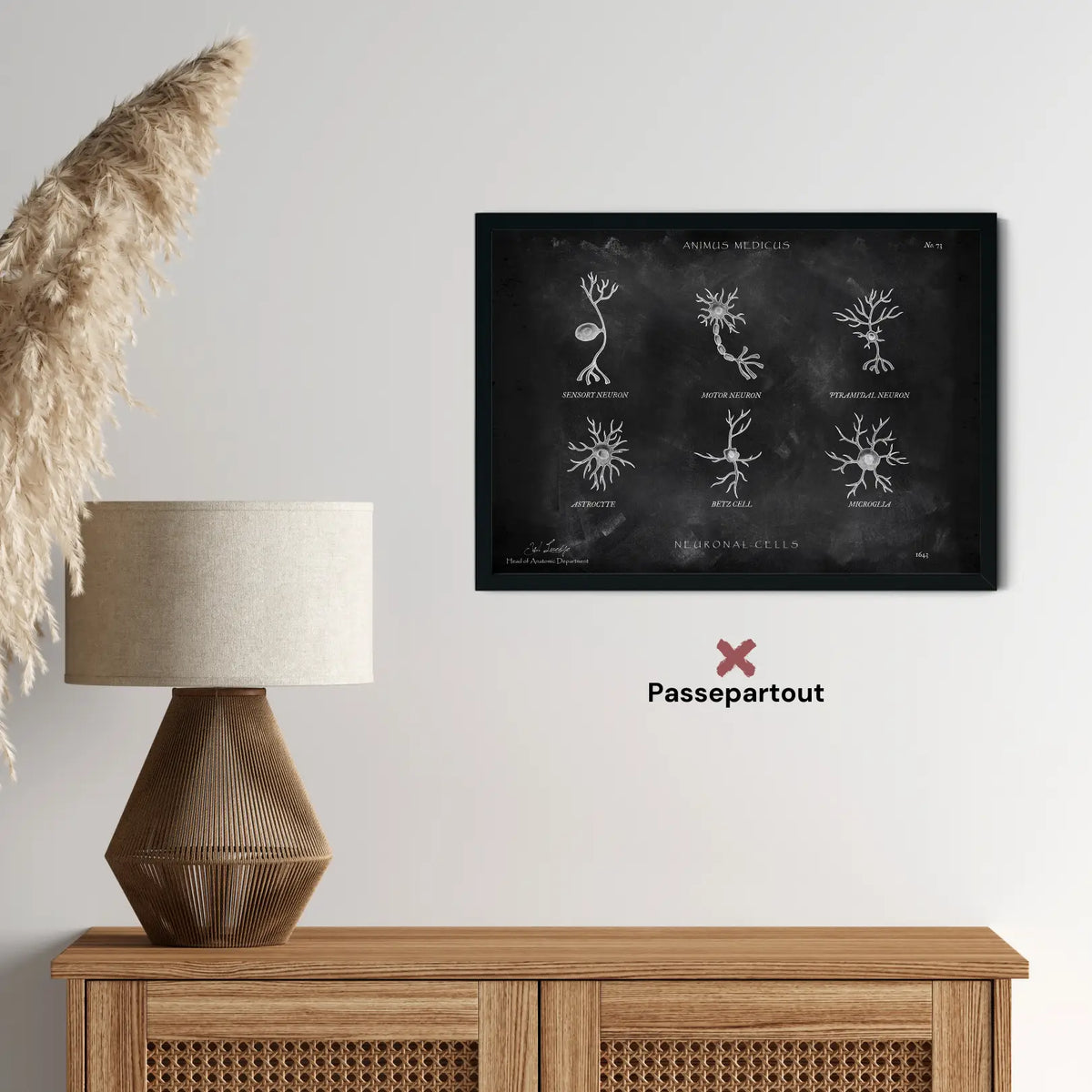 Neuronale Zellen - Chalkboard - Animus Medicus GmbH