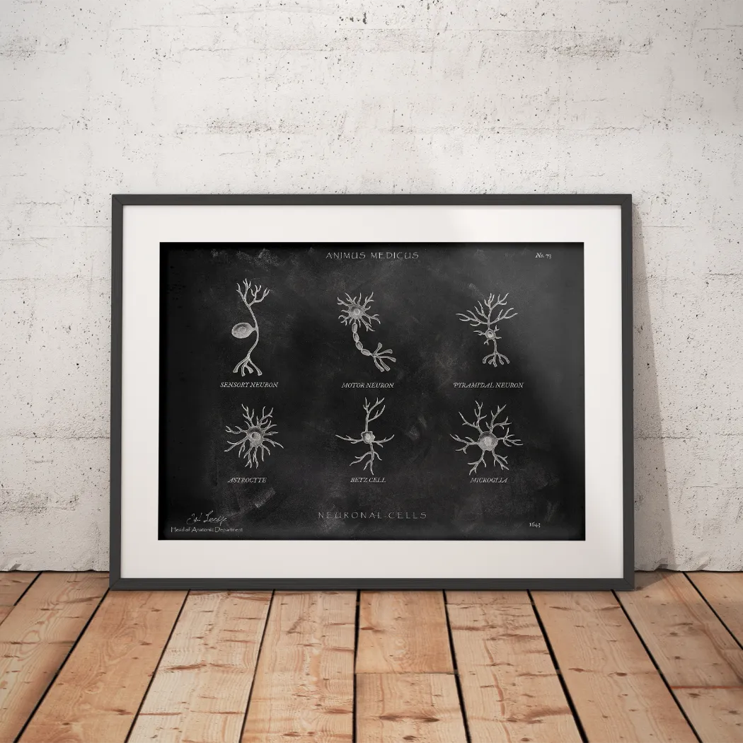 Neuronale Zellen - Chalkboard - Animus Medicus GmbH