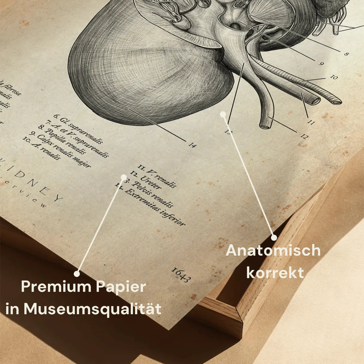Nieren Anatomie - Animus Medicus GmbH