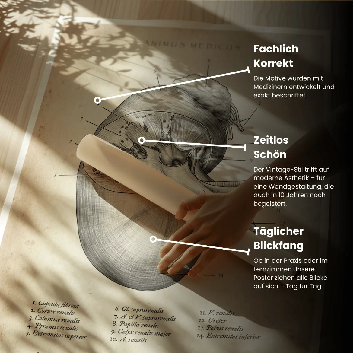 Nieren Anatomie - Animus Medicus GmbH