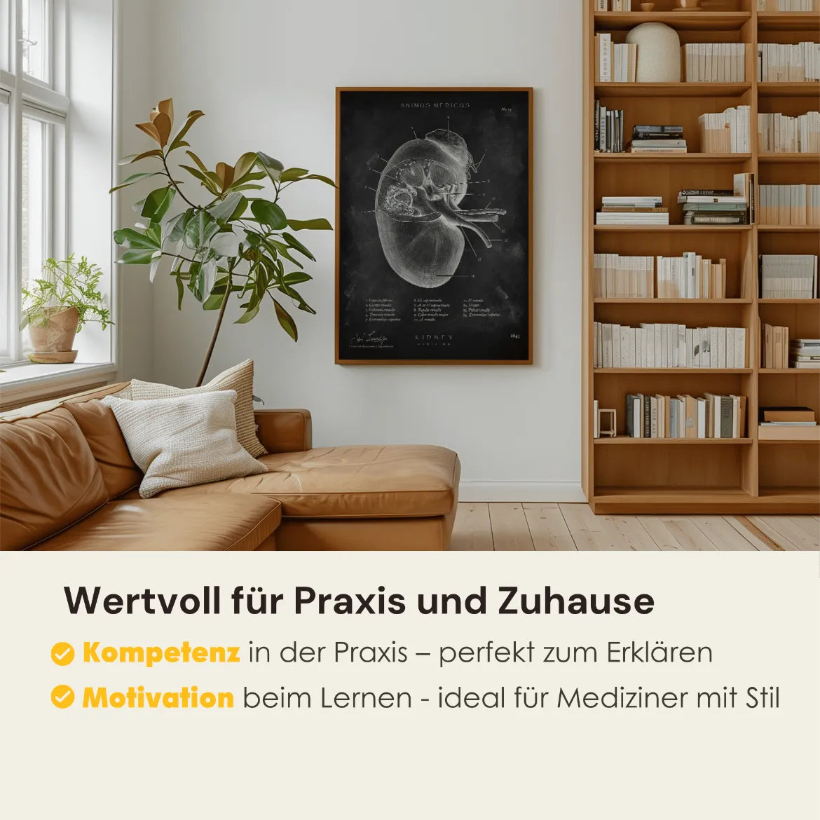 Nieren Anatomie - Chalkboard - Animus Medicus GmbH