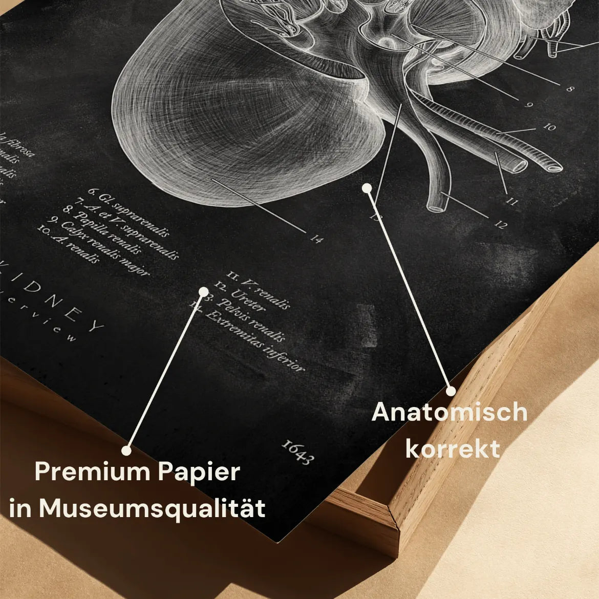 Nieren Anatomie - Chalkboard - Animus Medicus GmbH