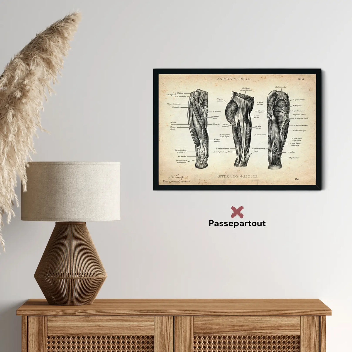 Oberschenkel Muskeln - Animus Medicus GmbH