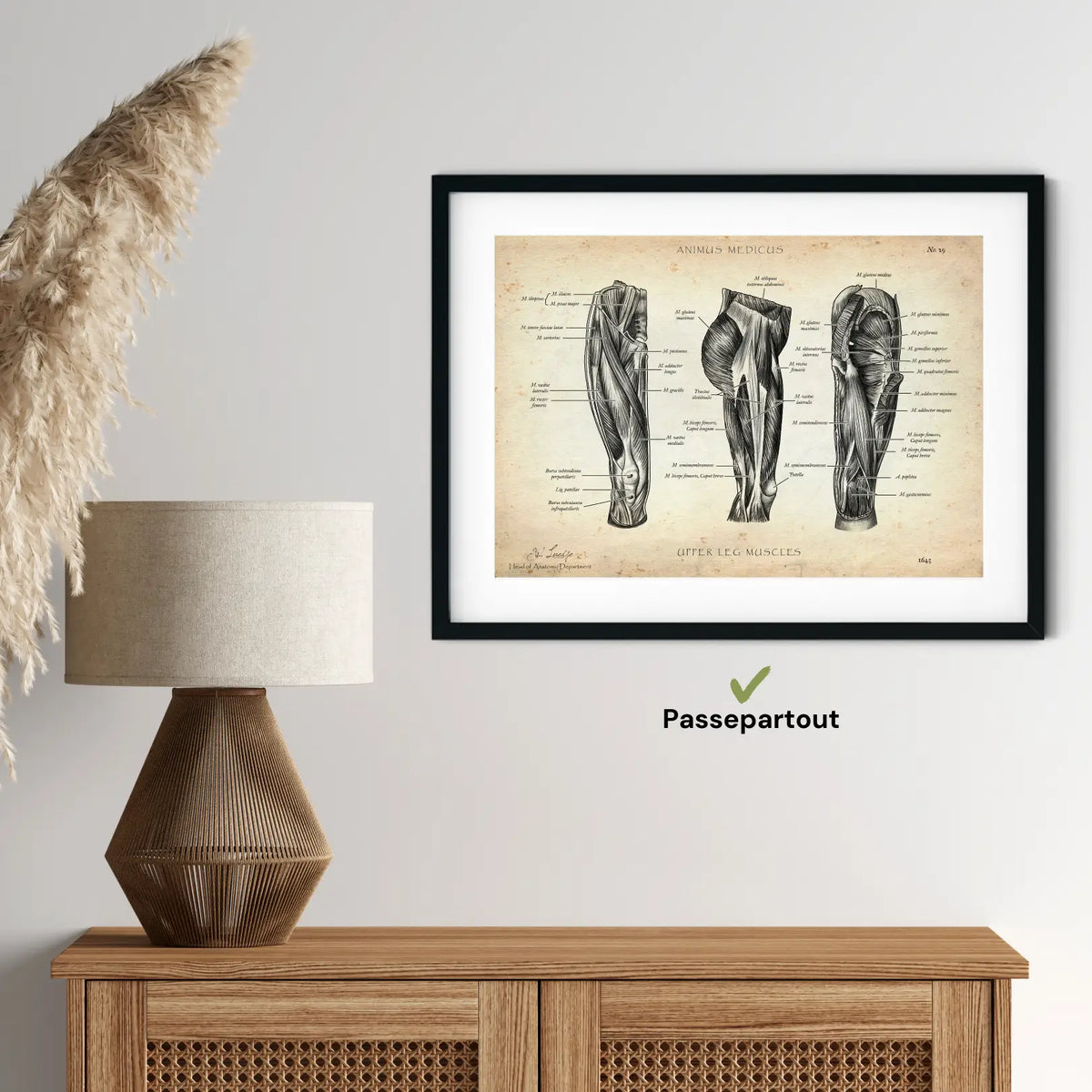 Oberschenkel Muskeln - Animus Medicus GmbH