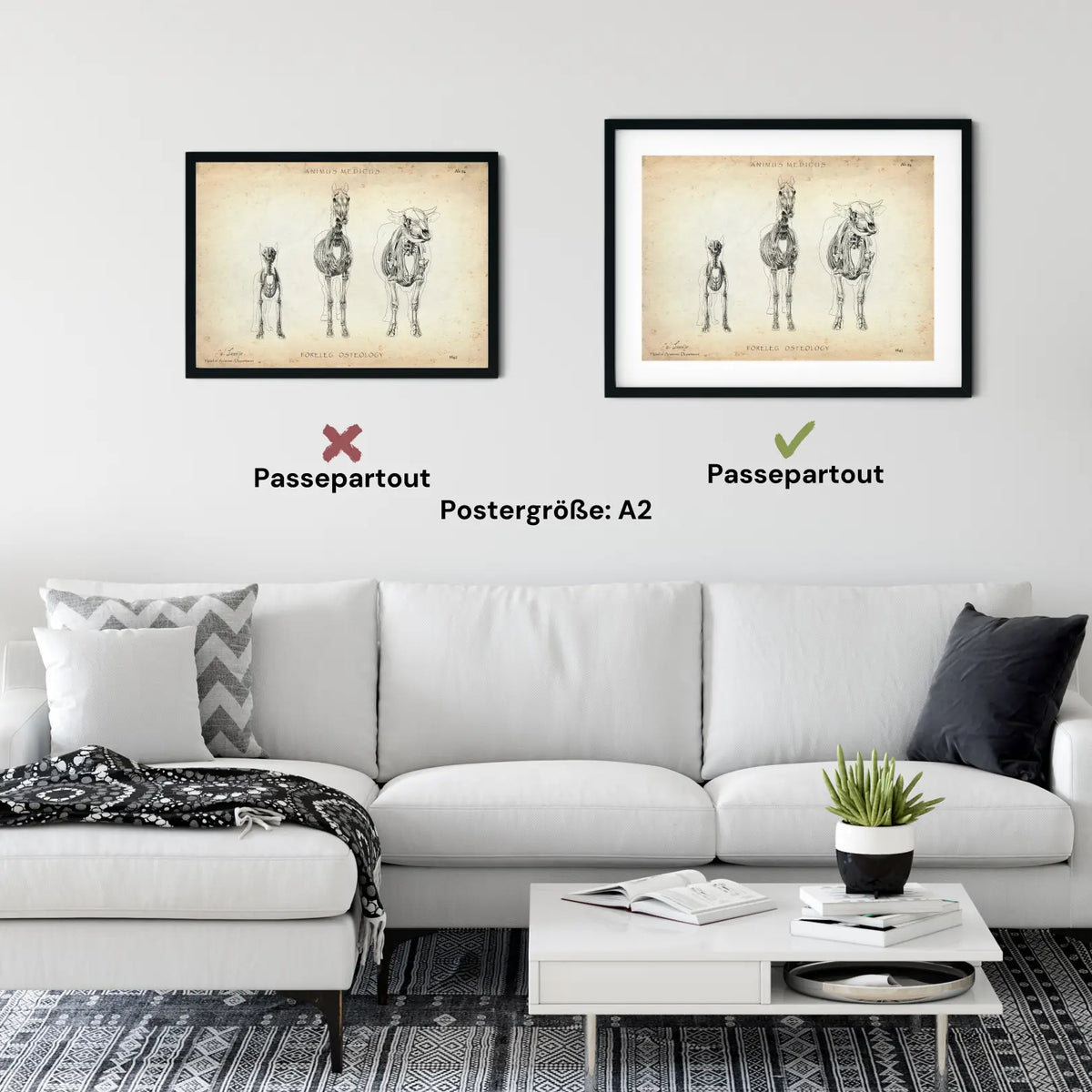 Osteologie der Tiere - Animus Medicus GmbH