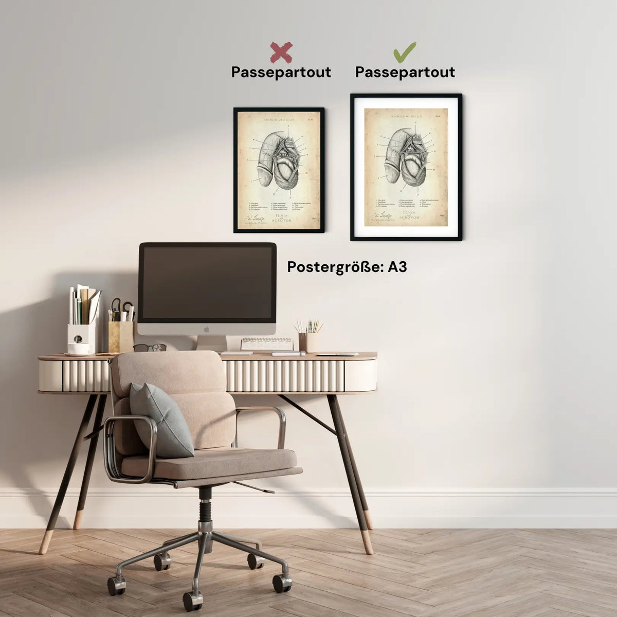 Penis mit Scrotum - Animus Medicus GmbH