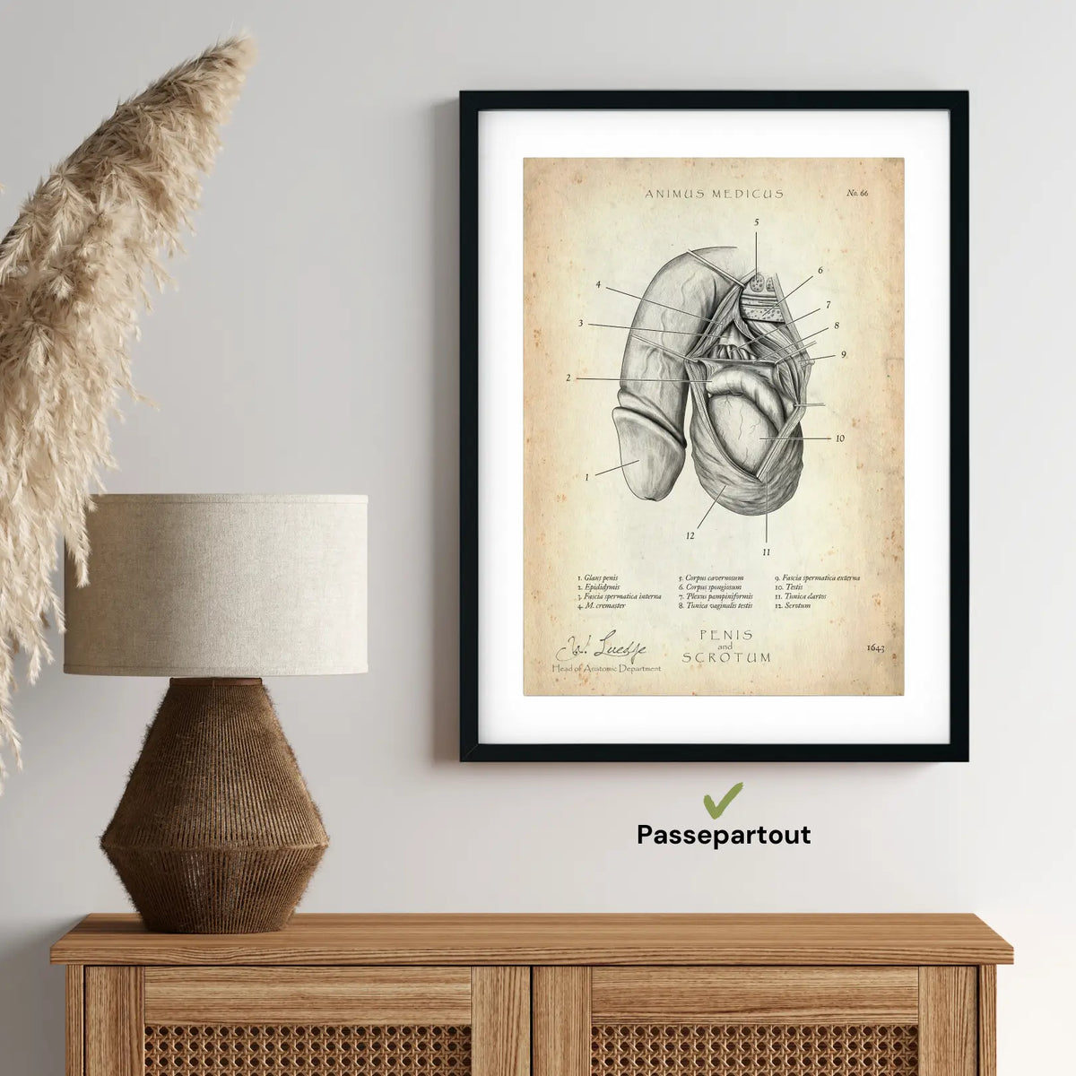 Penis mit Scrotum - Animus Medicus GmbH