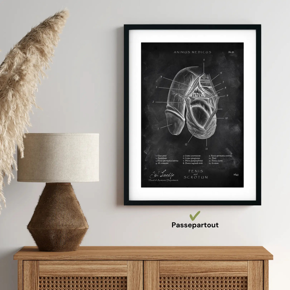 Penis mit Scrotum - Chalkboard - Animus Medicus GmbH