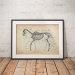 Pferde Anatomie - Animus Medicus GmbH