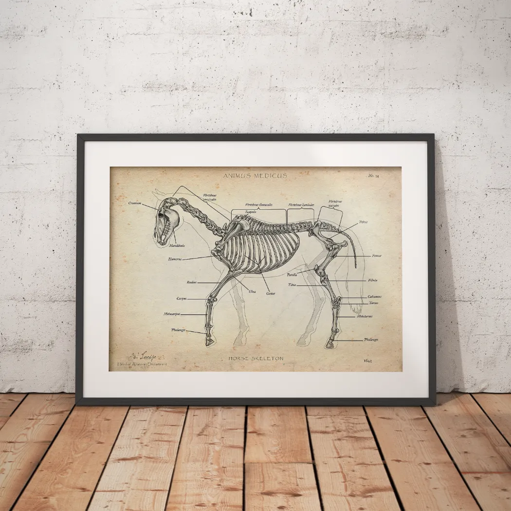 Pferde Anatomie - Animus Medicus GmbH