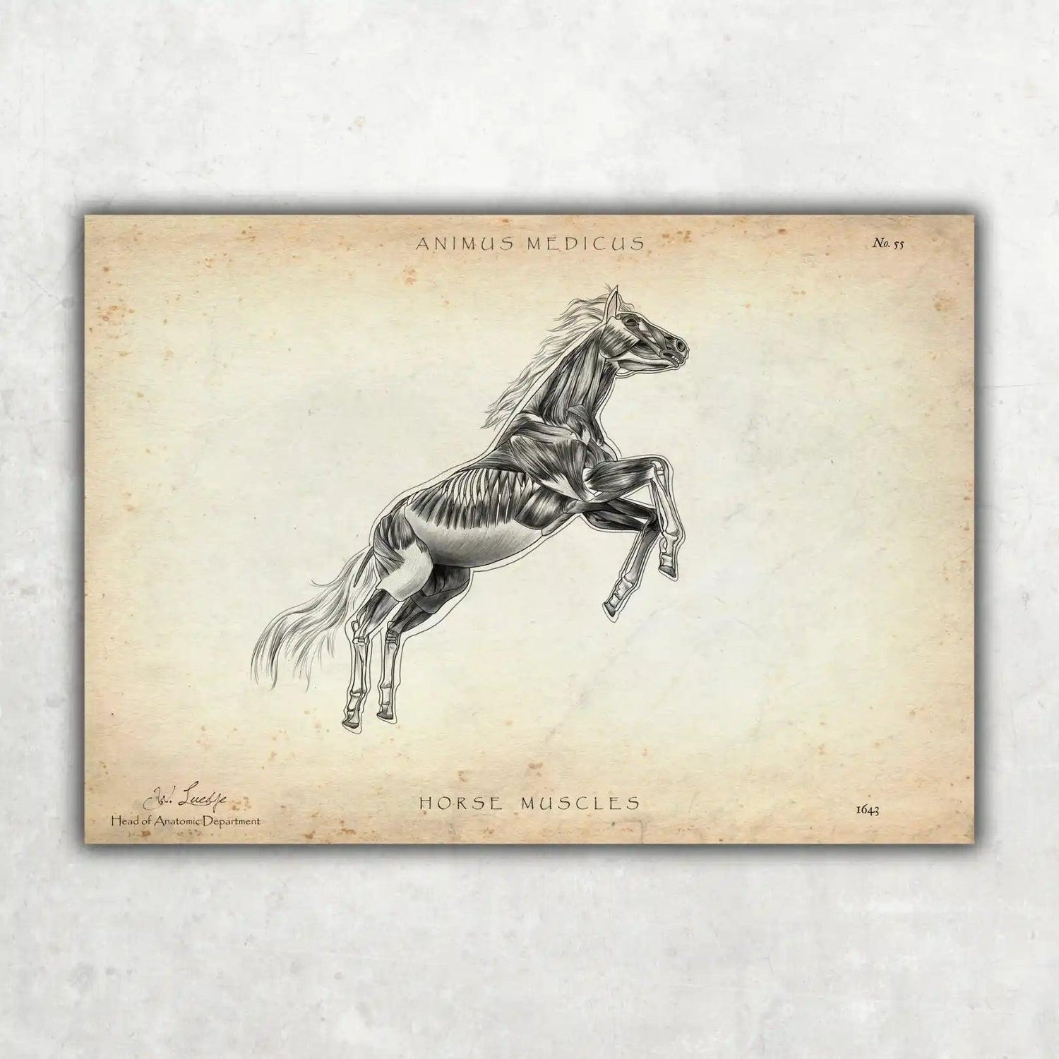 Pferde Muskulatur - Animus Medicus GmbH