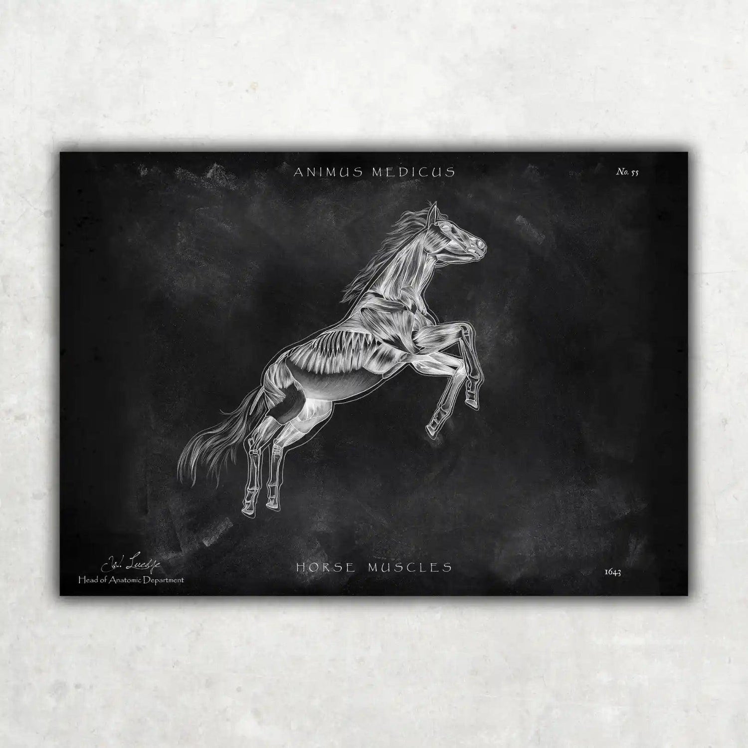 Pferde Muskulatur - Chalkboard - Animus Medicus GmbH