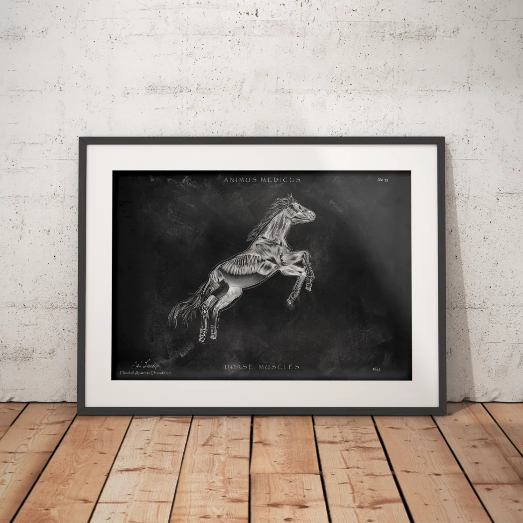 Pferde Muskulatur - Chalkboard - Animus Medicus GmbH