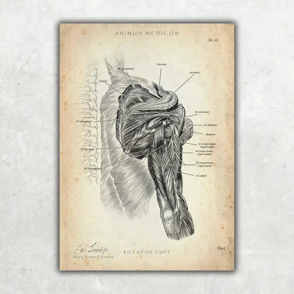 Rotatorenmanschette Anatomie - Animus Medicus GmbH