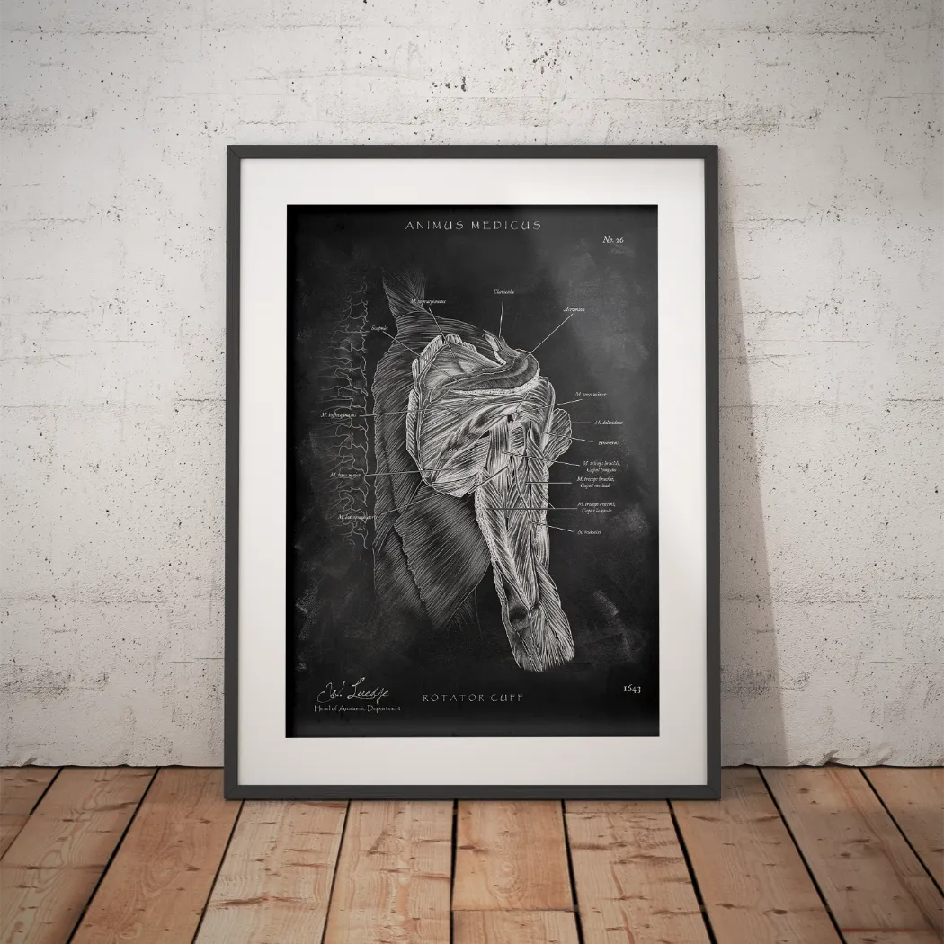 Rotatorenmanschette Anatomie - Chalkboard - Animus Medicus GmbH