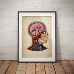 Schädel - Reallife - Animus Medicus GmbH