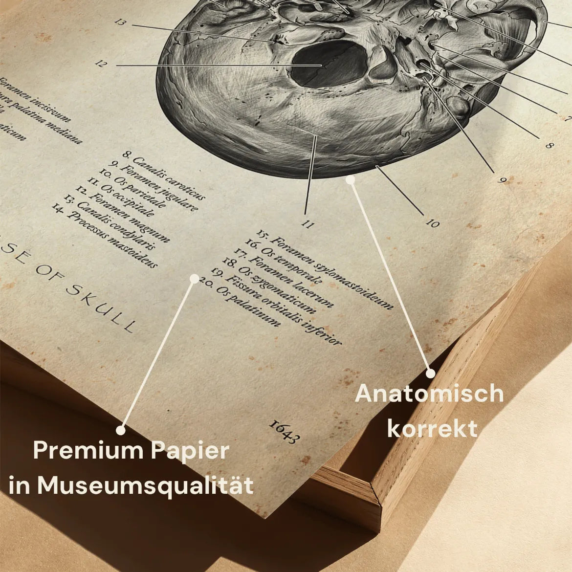 Schädelbasis Anatomie - Animus Medicus GmbH