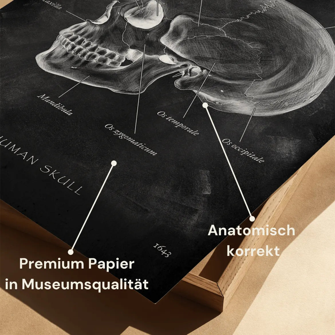 Schädelknochen Anatomie - Chalkboard - Animus Medicus GmbH