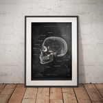 Schädelknochen Anatomie - Chalkboard - Animus Medicus GmbH