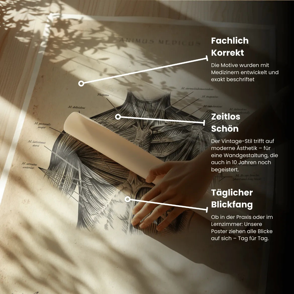 Schulter Muskulatur - Animus Medicus GmbH