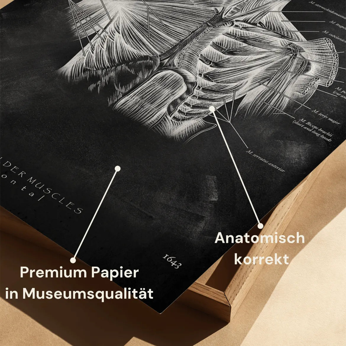 Schulter Muskulatur - Chalkboard - Animus Medicus GmbH