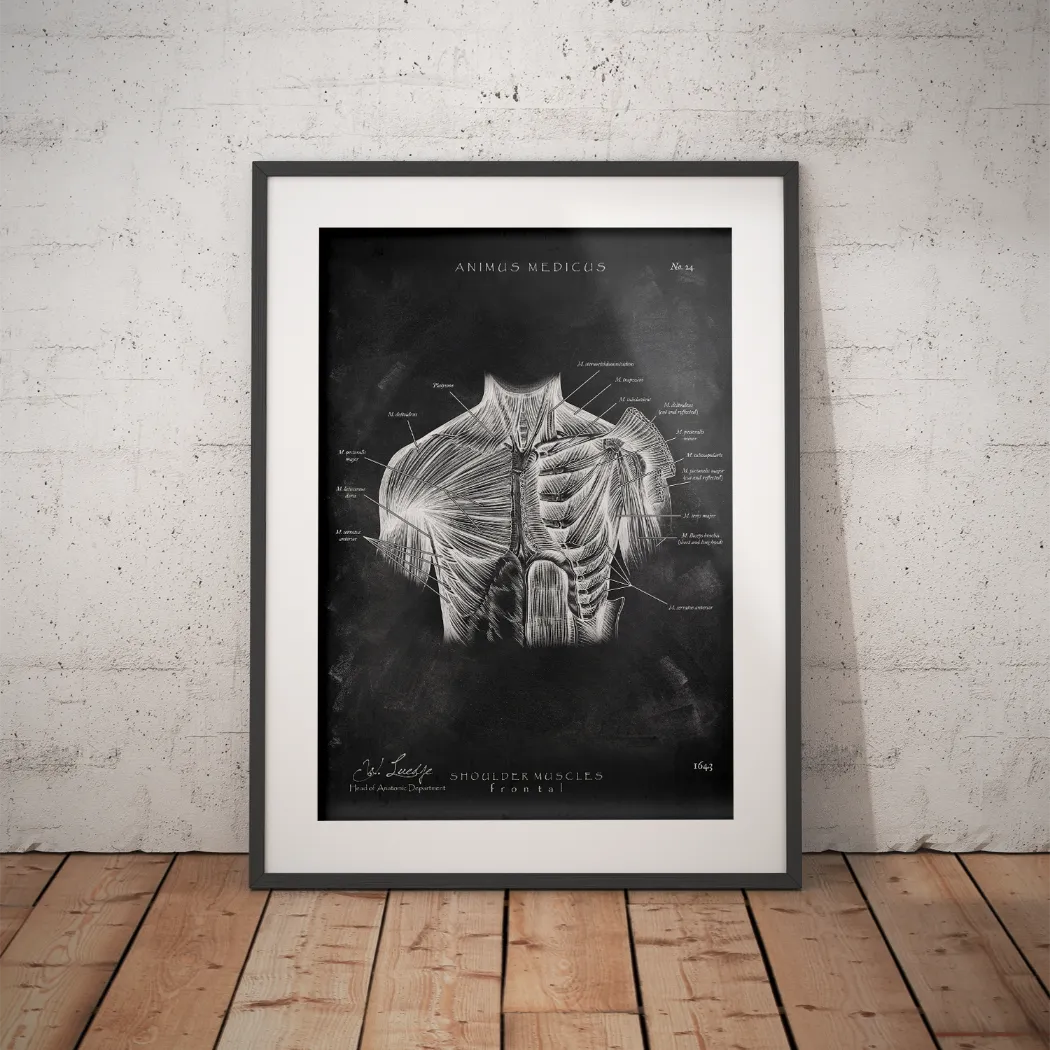 Schulter Muskulatur - Chalkboard - Animus Medicus GmbH