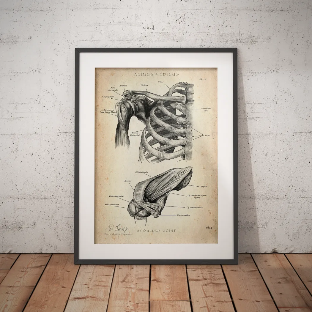 Schultergelenk Anatomie - Animus Medicus GmbH