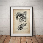 Schultergelenk Anatomie - Animus Medicus GmbH