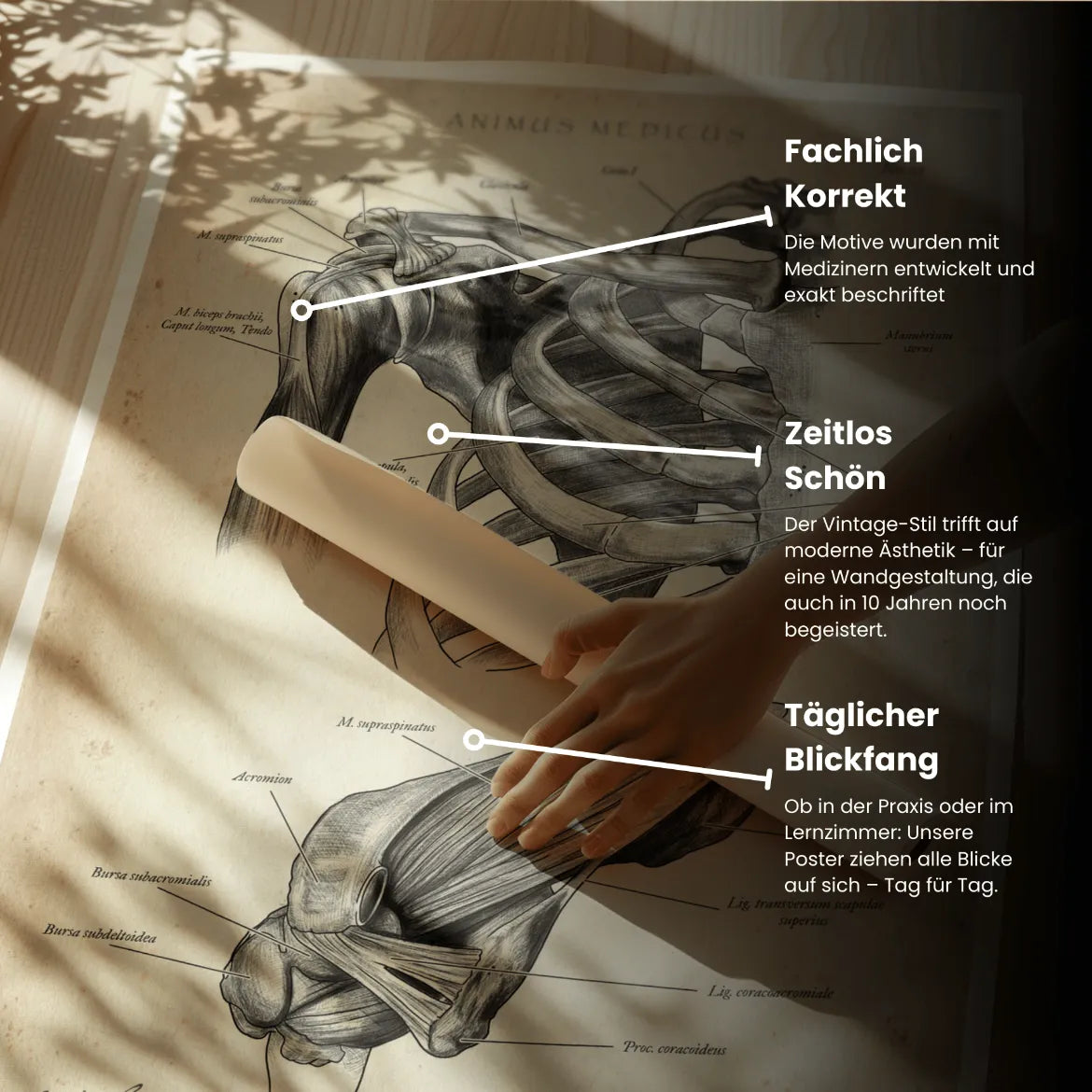 Schultergelenk Anatomie - Animus Medicus GmbH