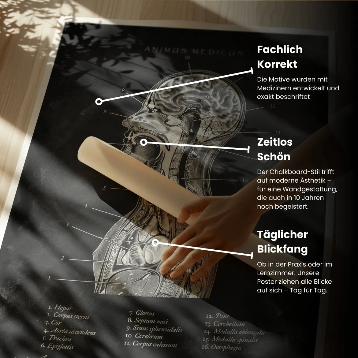 Thorax Anatomie - Chalkboard - Animus Medicus GmbH