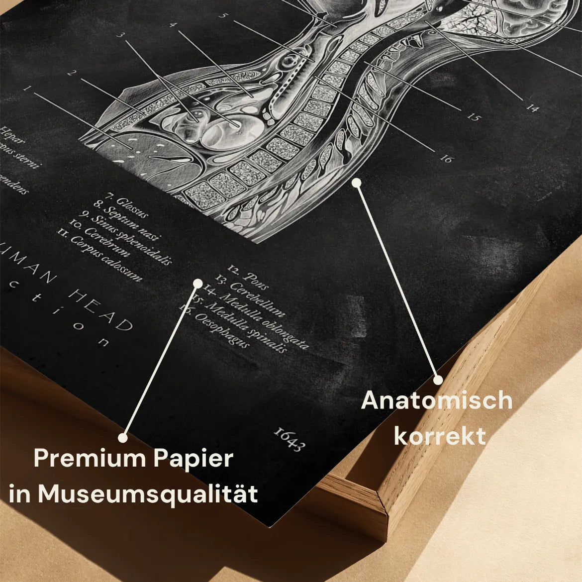 Thorax Anatomie - Chalkboard - Animus Medicus GmbH