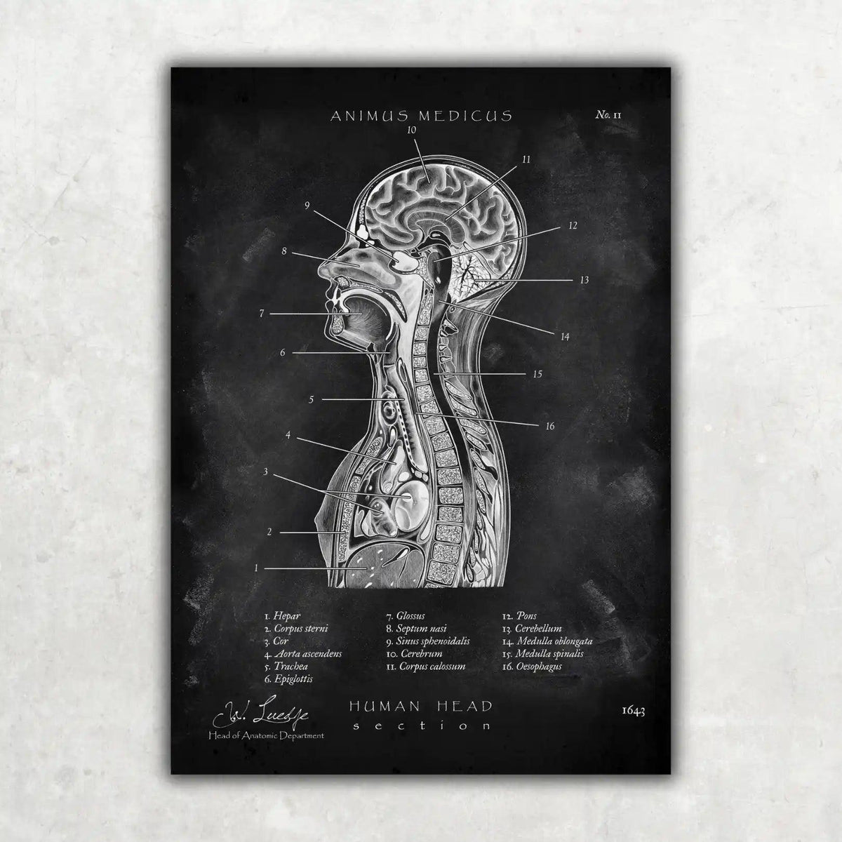 Thorax Anatomie - Chalkboard - Animus Medicus GmbH