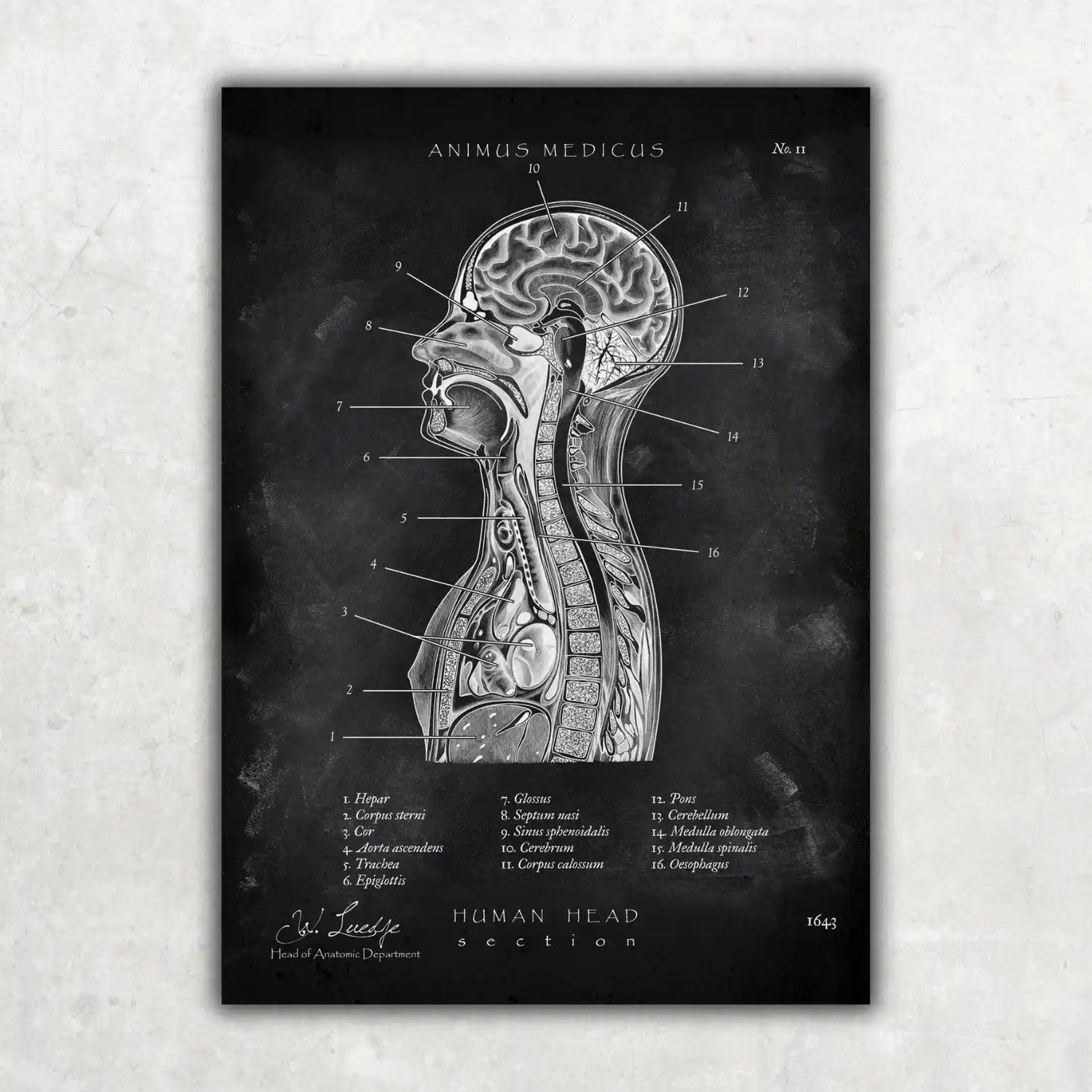 Thorax Anatomie - Chalkboard - Animus Medicus GmbH