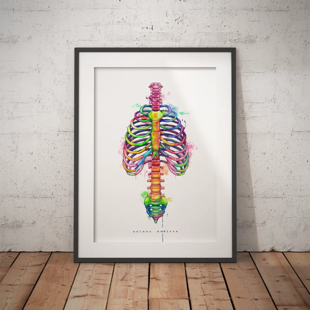 Thorax Anatomie - Rainbow - Animus Medicus GmbH