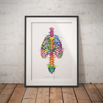 Thorax Anatomie - Rainbow - Animus Medicus GmbH