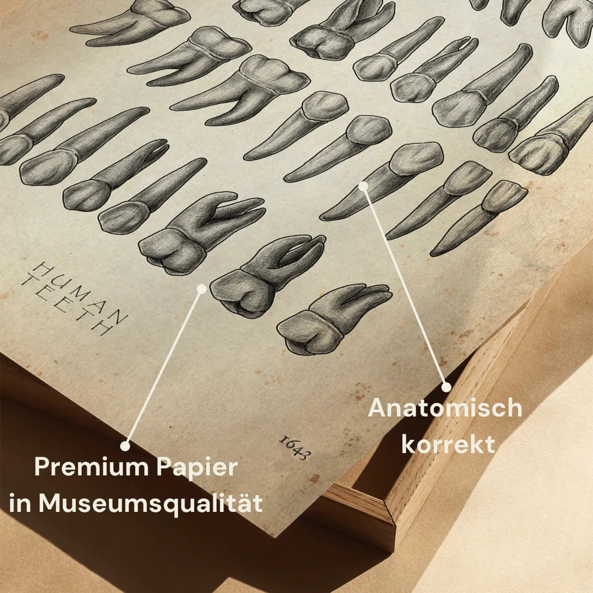 Übersicht der Zähne - Animus Medicus GmbH