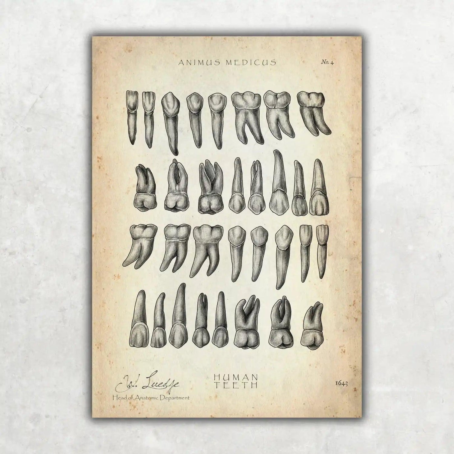 Übersicht der Zähne - Animus Medicus GmbH