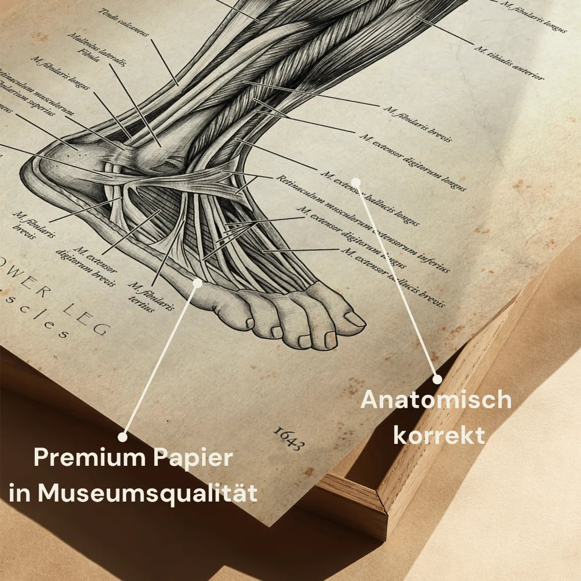 Unterschenkel Muskeln - Animus Medicus GmbH