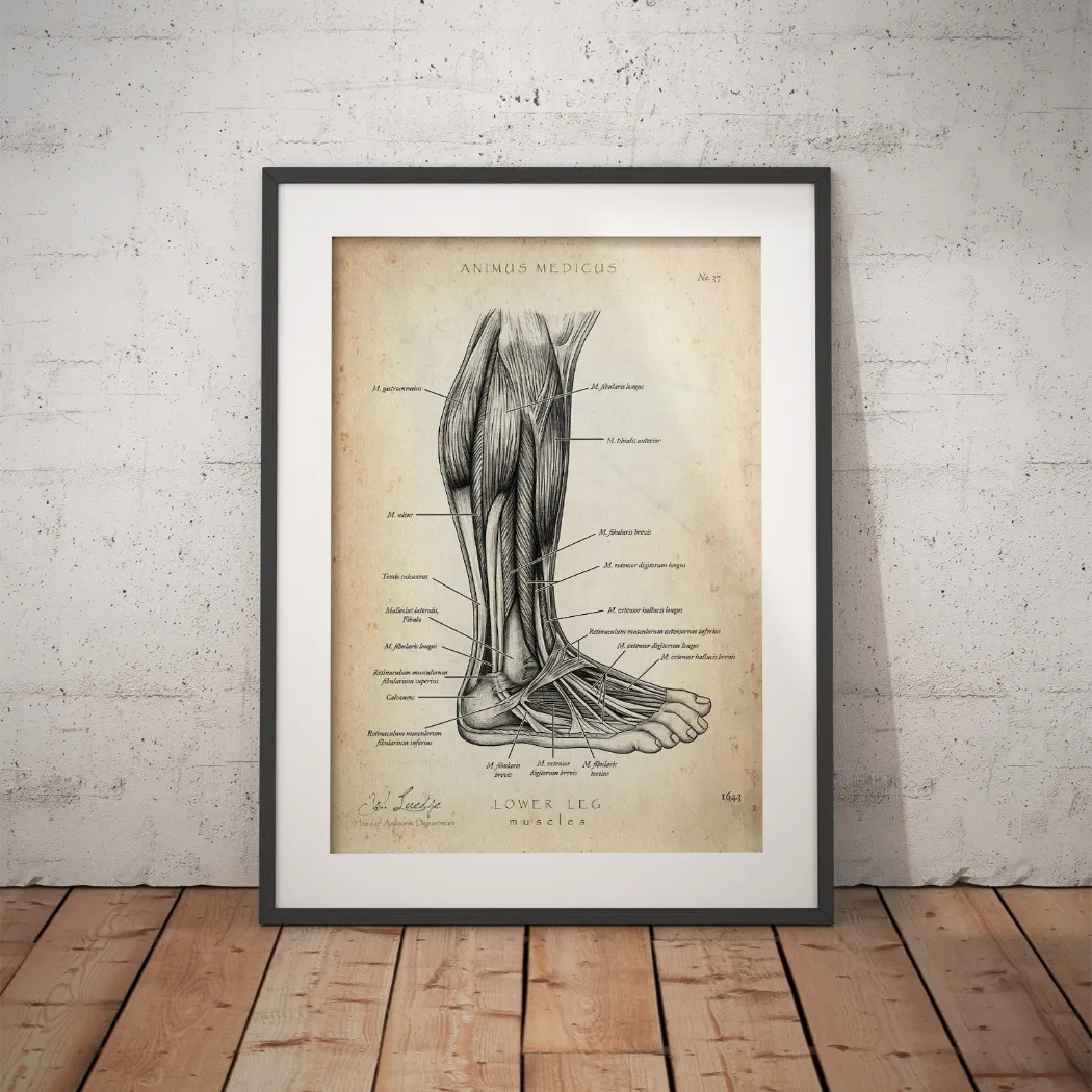 Unterschenkel Muskeln - Animus Medicus GmbH